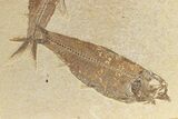 Two Detailed Fossil Fish (Knightia) - Wyoming #240380-2